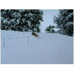 _images/20030130_008_BE_Herbesthal_LGB_Schneeraeumlok_Gespann_Raeumung_vorne.jpg